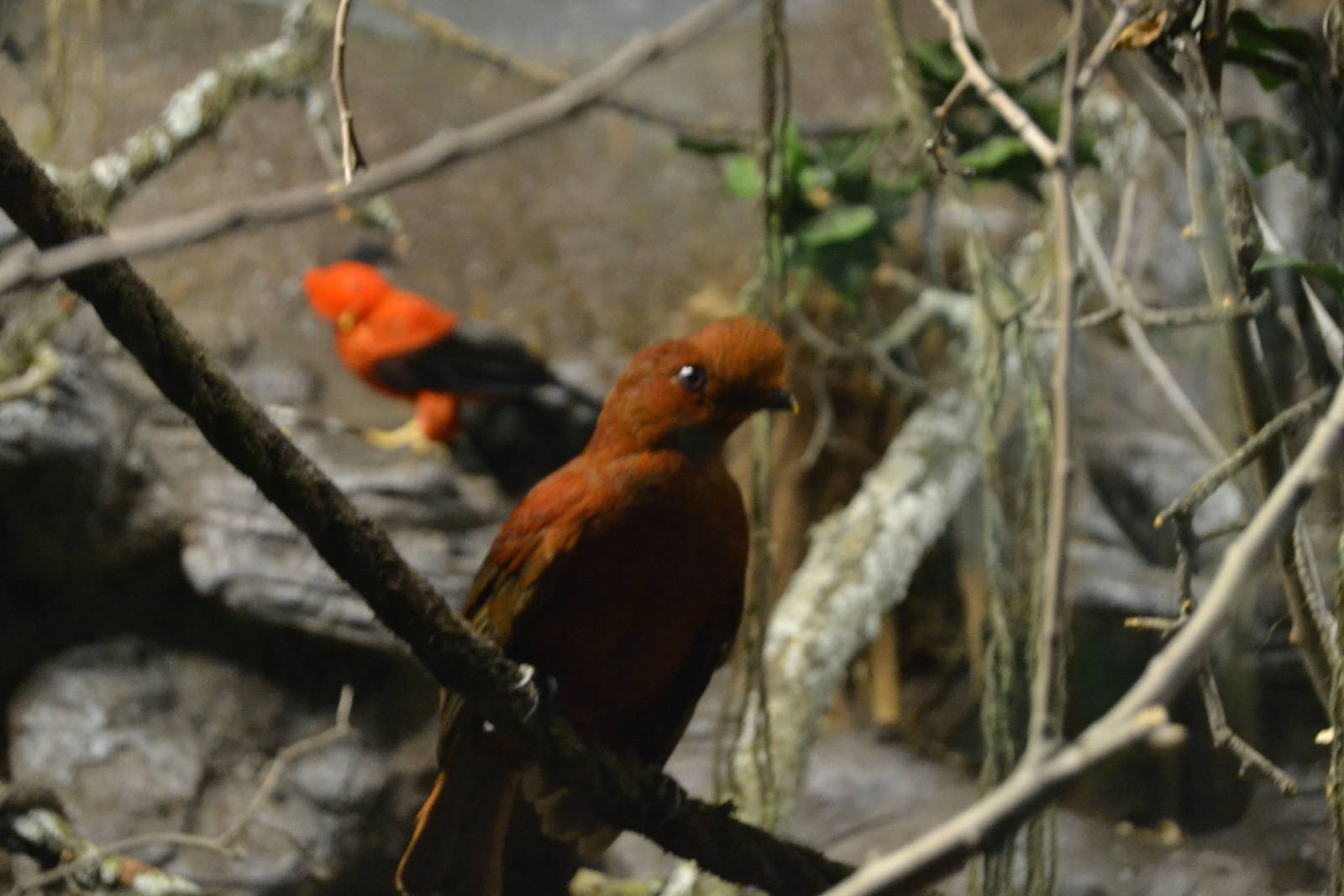 Female Andean Cock-of-the-rock (Rupicola peruviana) at faunia 07/2015