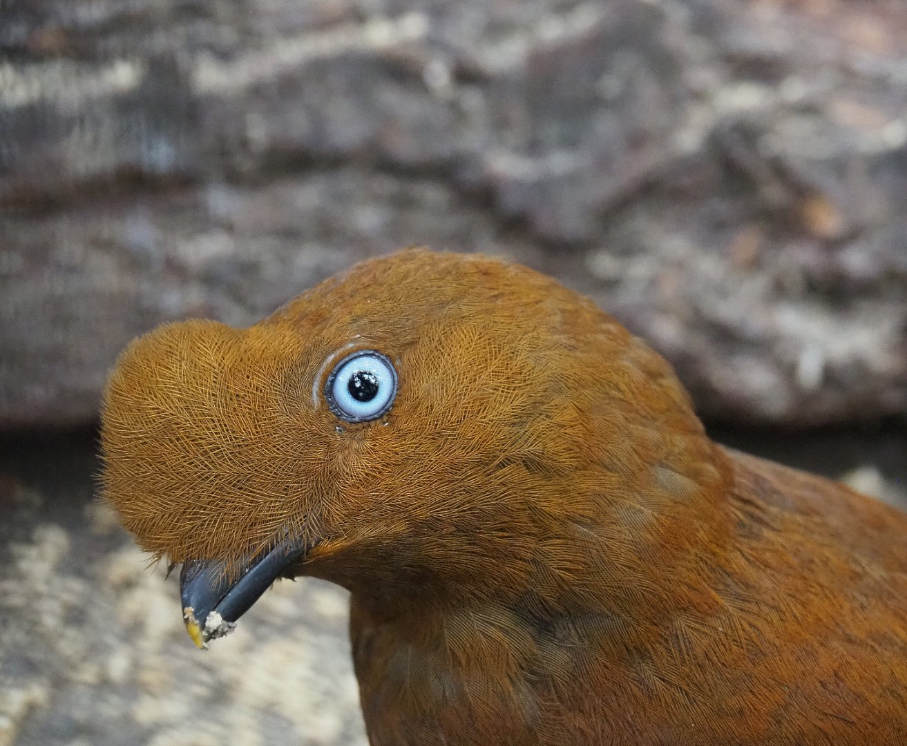 Female Andean cock-of-the-rock (Rupicola peruvianus peruvianus), 2019-10-05