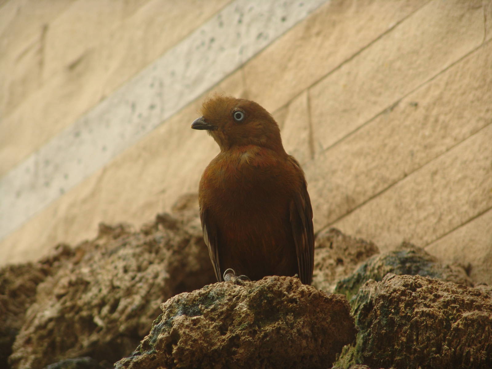 Female Andean Cock-of-the-rock (Rupicola peruvianus)