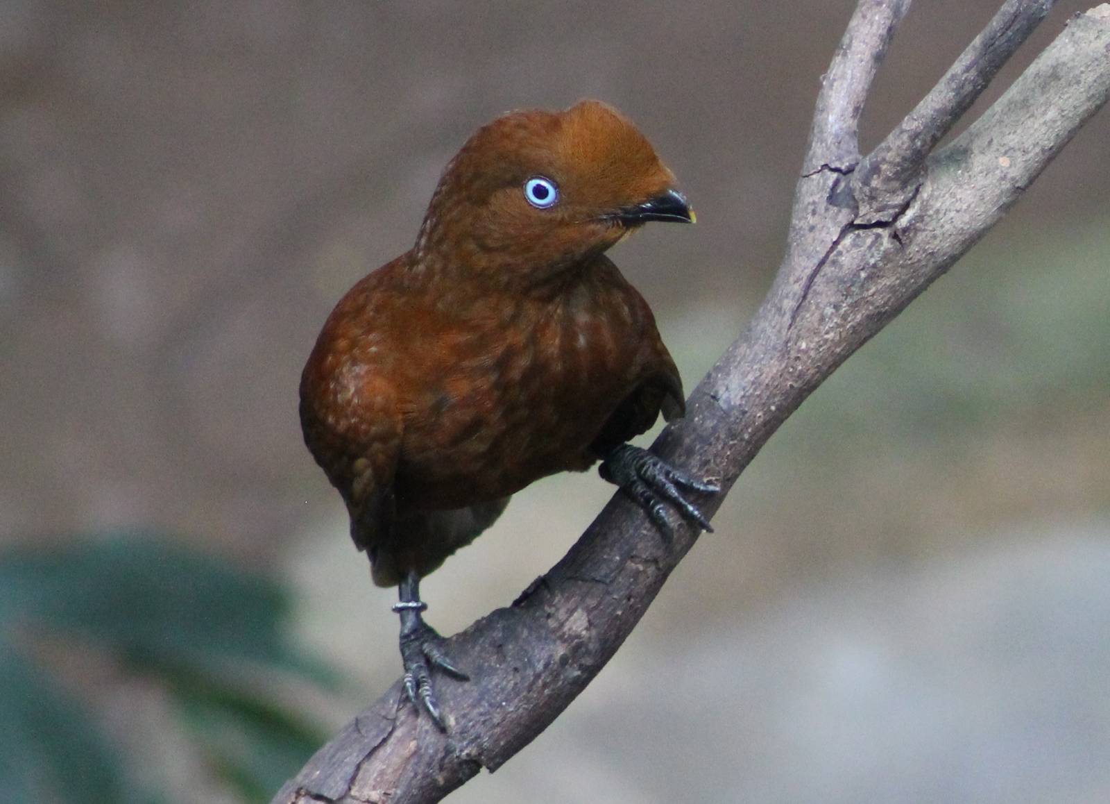 female Andean cock-of-the-rock (Rupicola peruvianus)