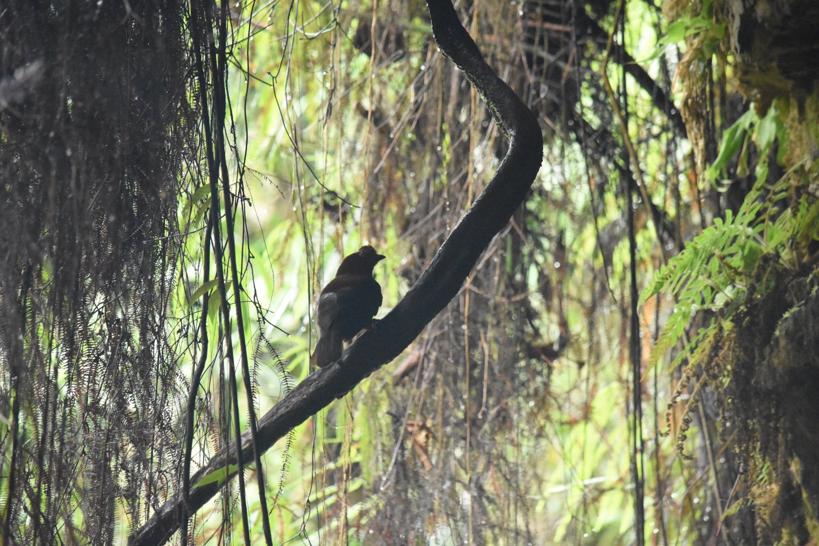 Female Andean cock-of-the-rock (Rupicola peruvianus)
