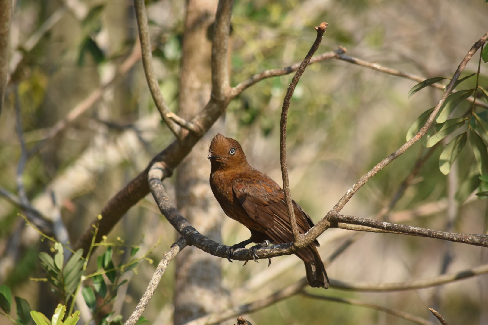 Female Andean cock-of-the-rock (Rupicola peruvianus)
