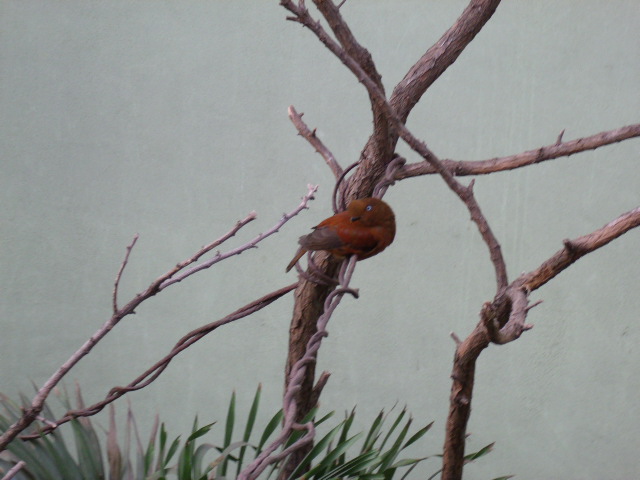 Female Andean Cock-of-the-Rock