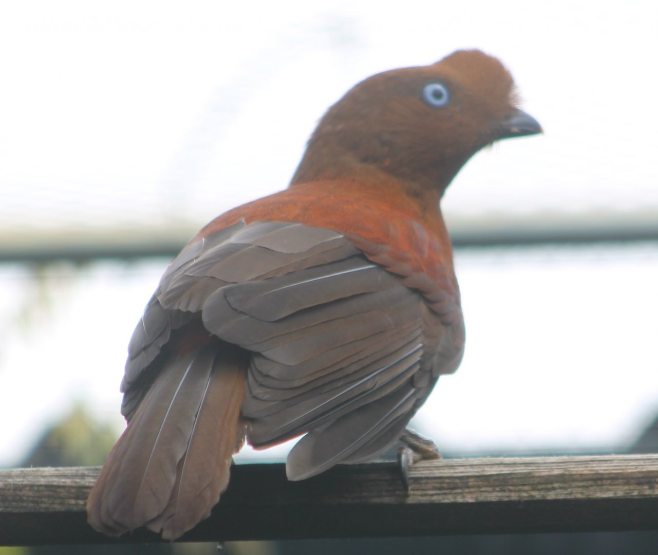 Female Andean cock-of-the-rock