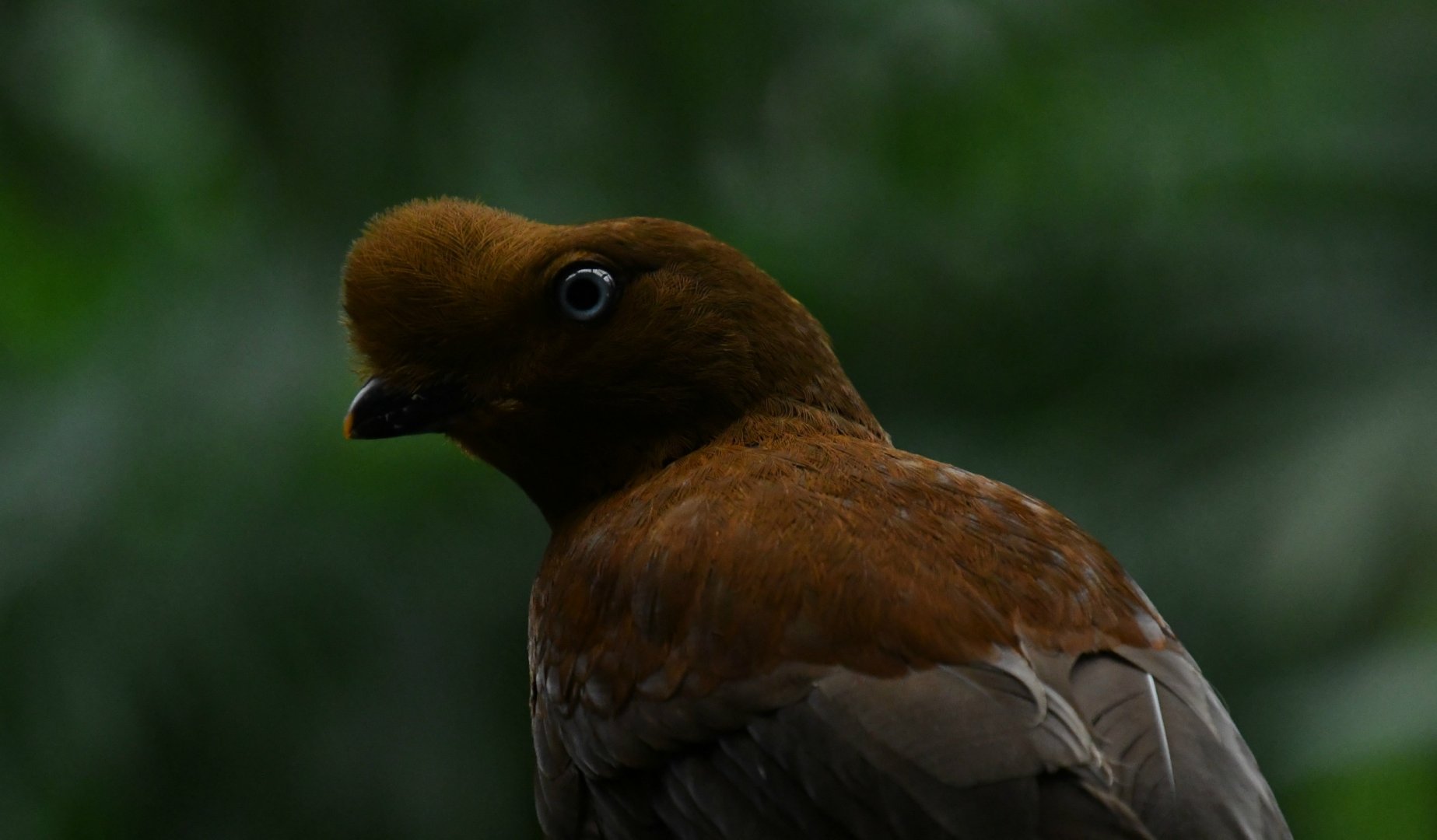 Female Andean cock-of-the-rock