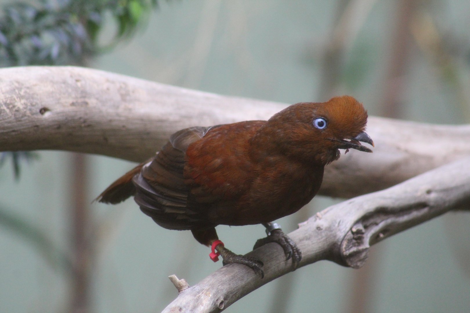 Female Andean Cock-of-the-Rock