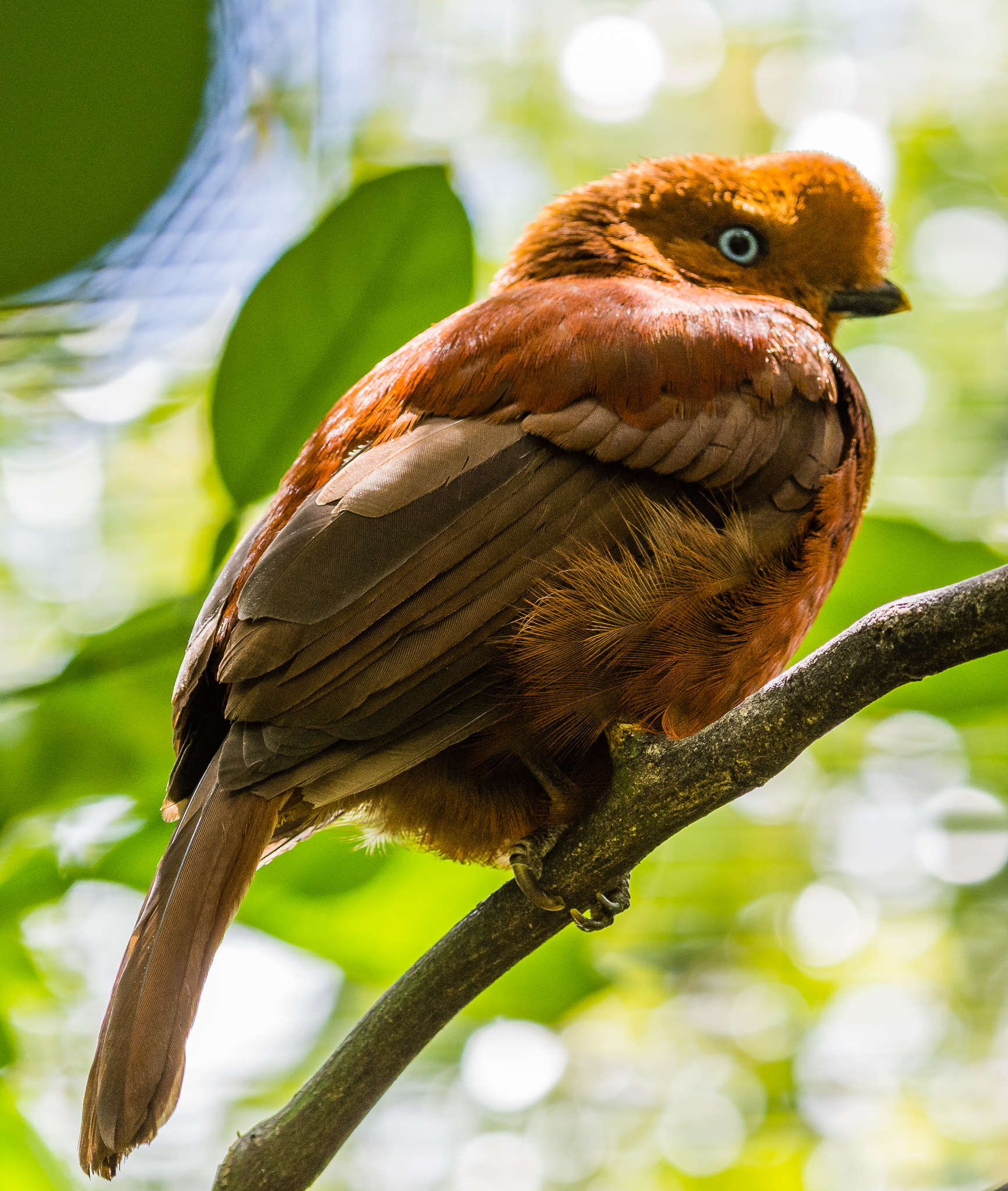 Female Andean cock-of-the-rock