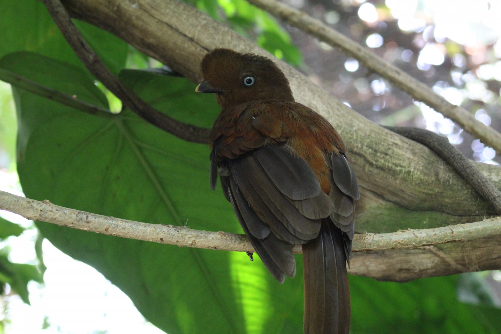 Female Andean Cock-of-the-Rock