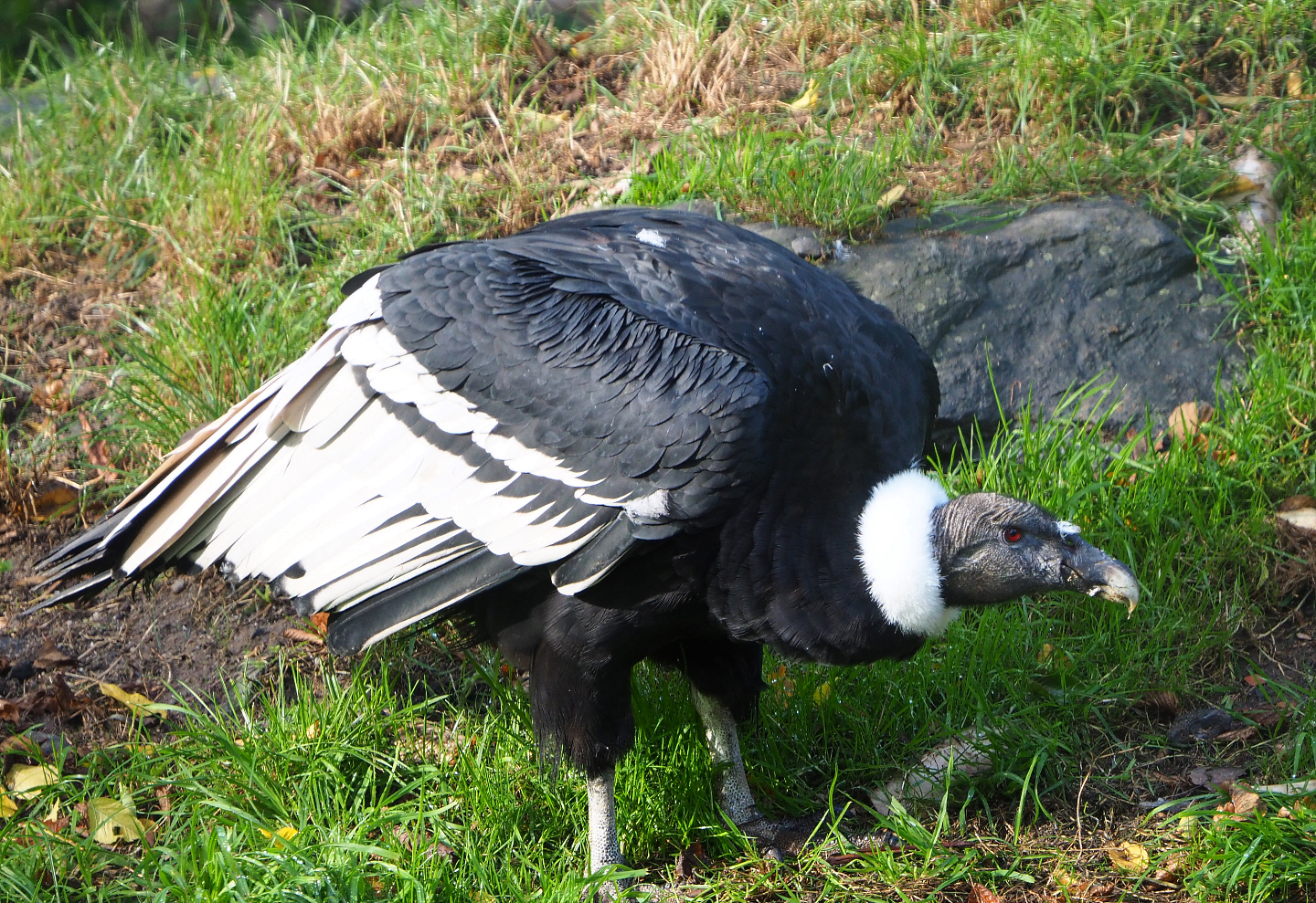 Female Andean condon (Vultur gryphus), 2019-10-04
