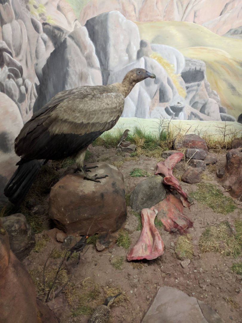 Female andean condor Stuttgart Natural History Museum