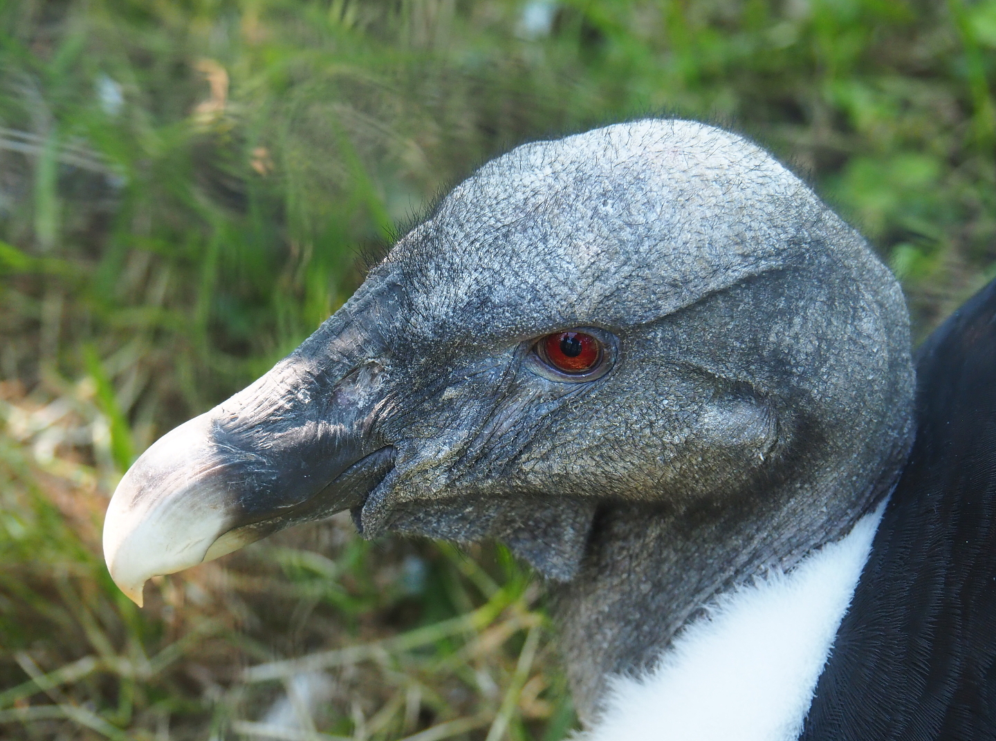 Female Andean condor (Vultur gryphus), 2021-09-03