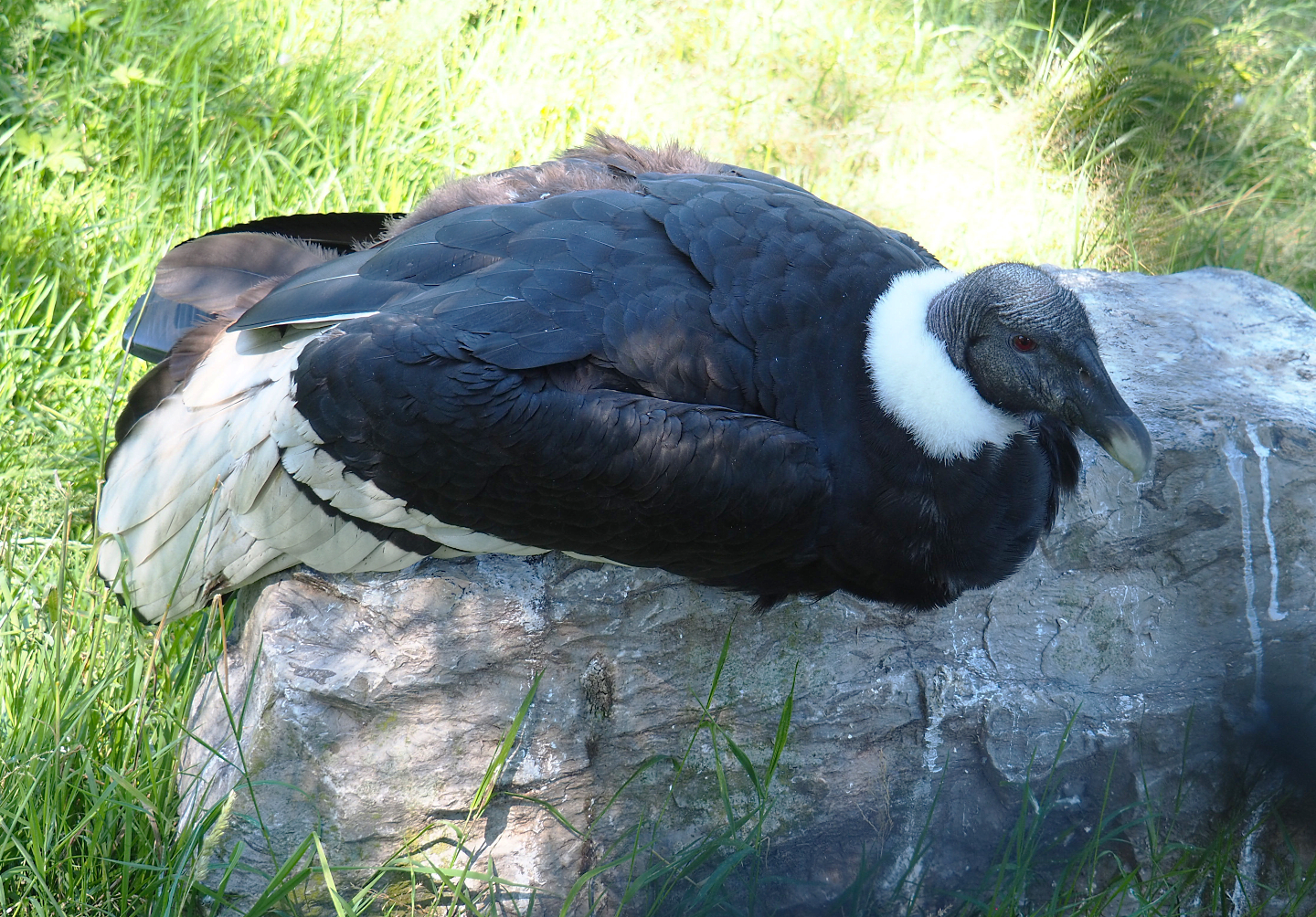 Female Andean condor (Vultur gryphus), 2022-06-28