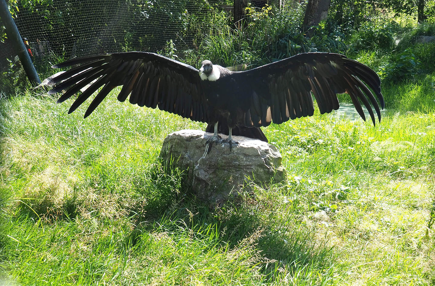 Female Andean condor (Vultur gryphus), 2022-06-28