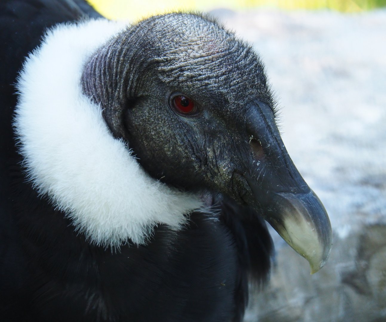 Female Andean condor (Vultur gryphus), 2022-06-28