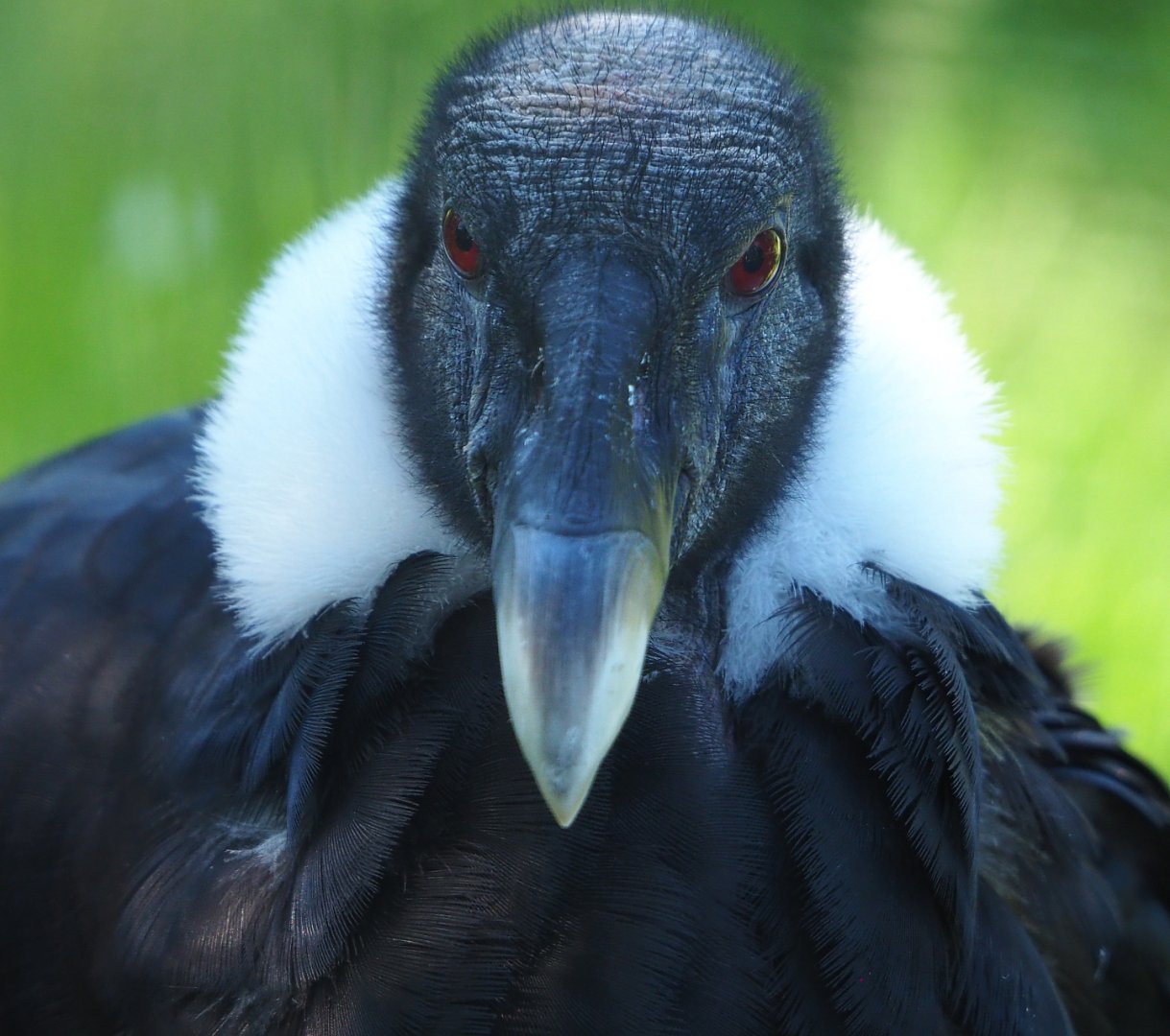 Female Andean condor (Vultur gryphus), 2022-06-28