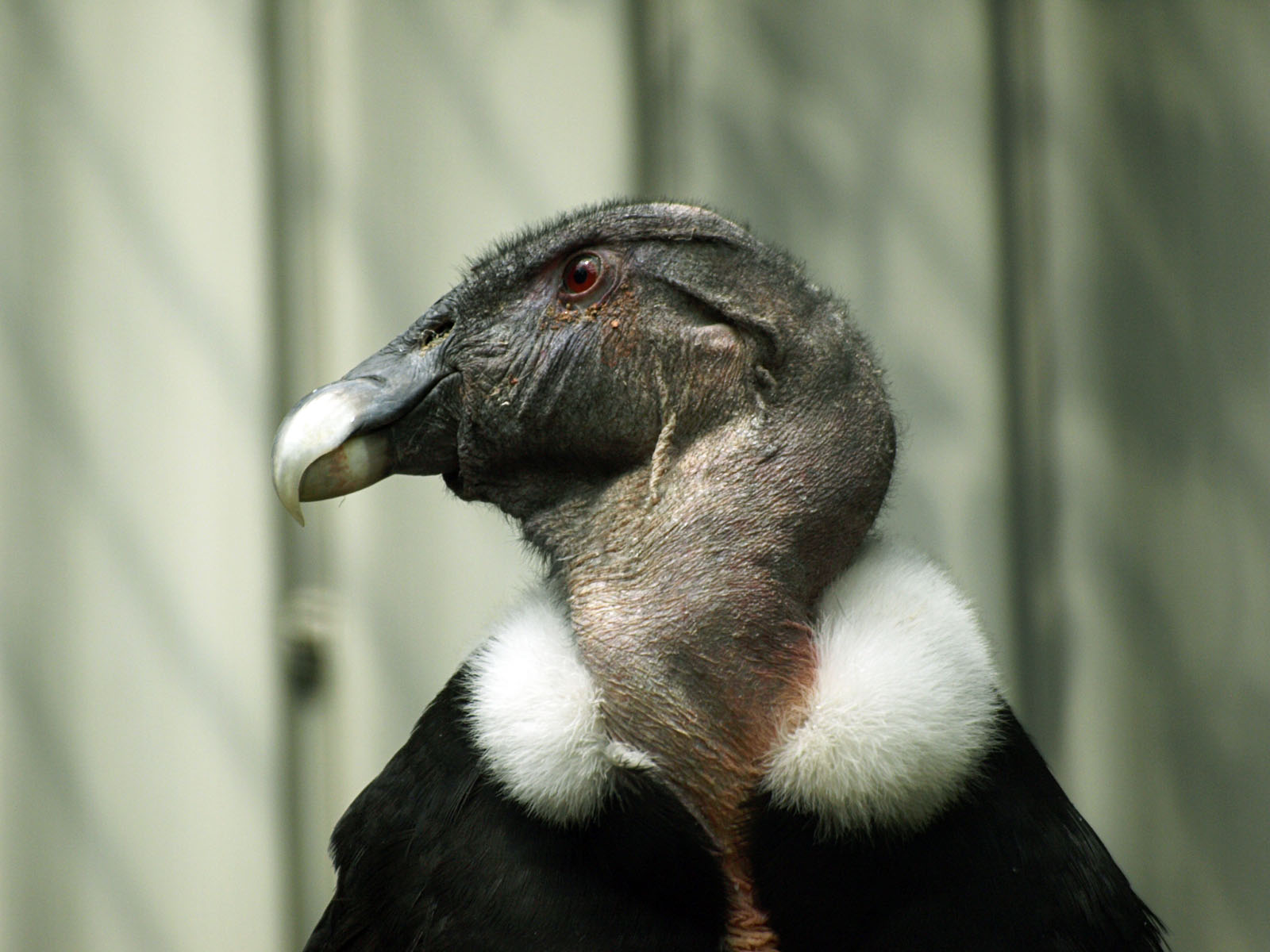 Female Andean condor