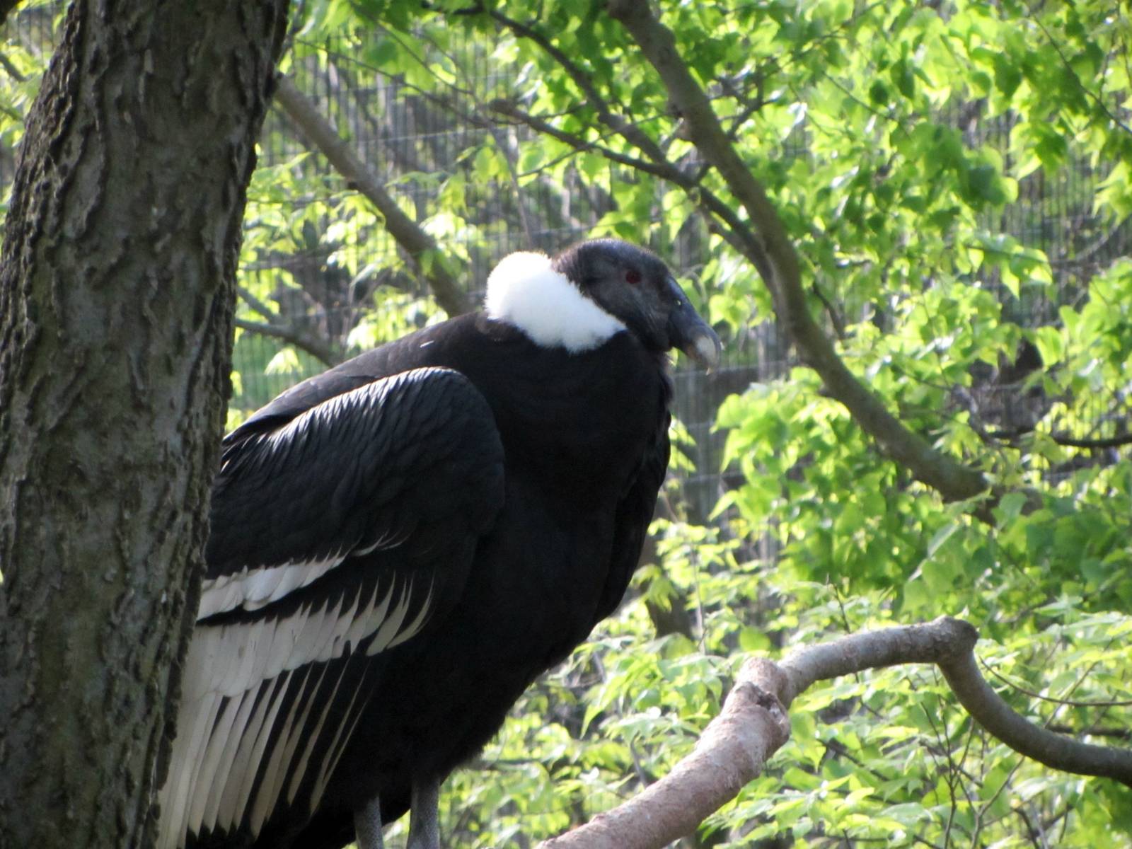 Female Andean Condor