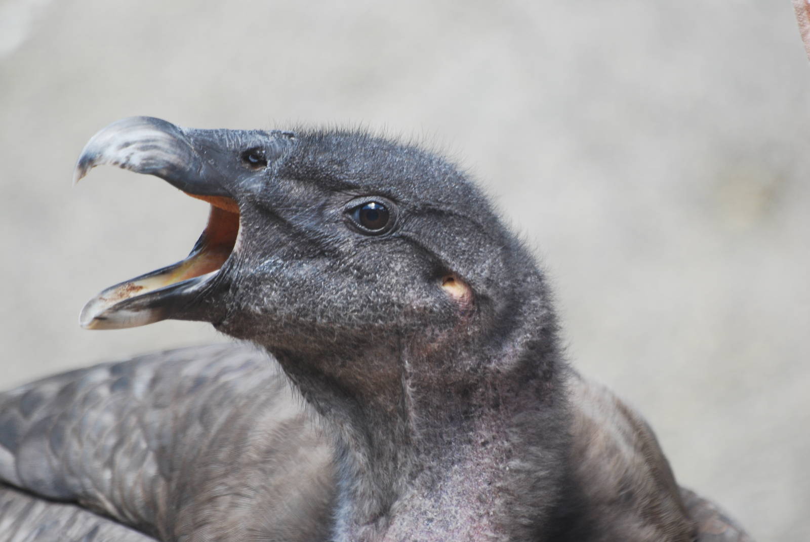 Female Andean condor