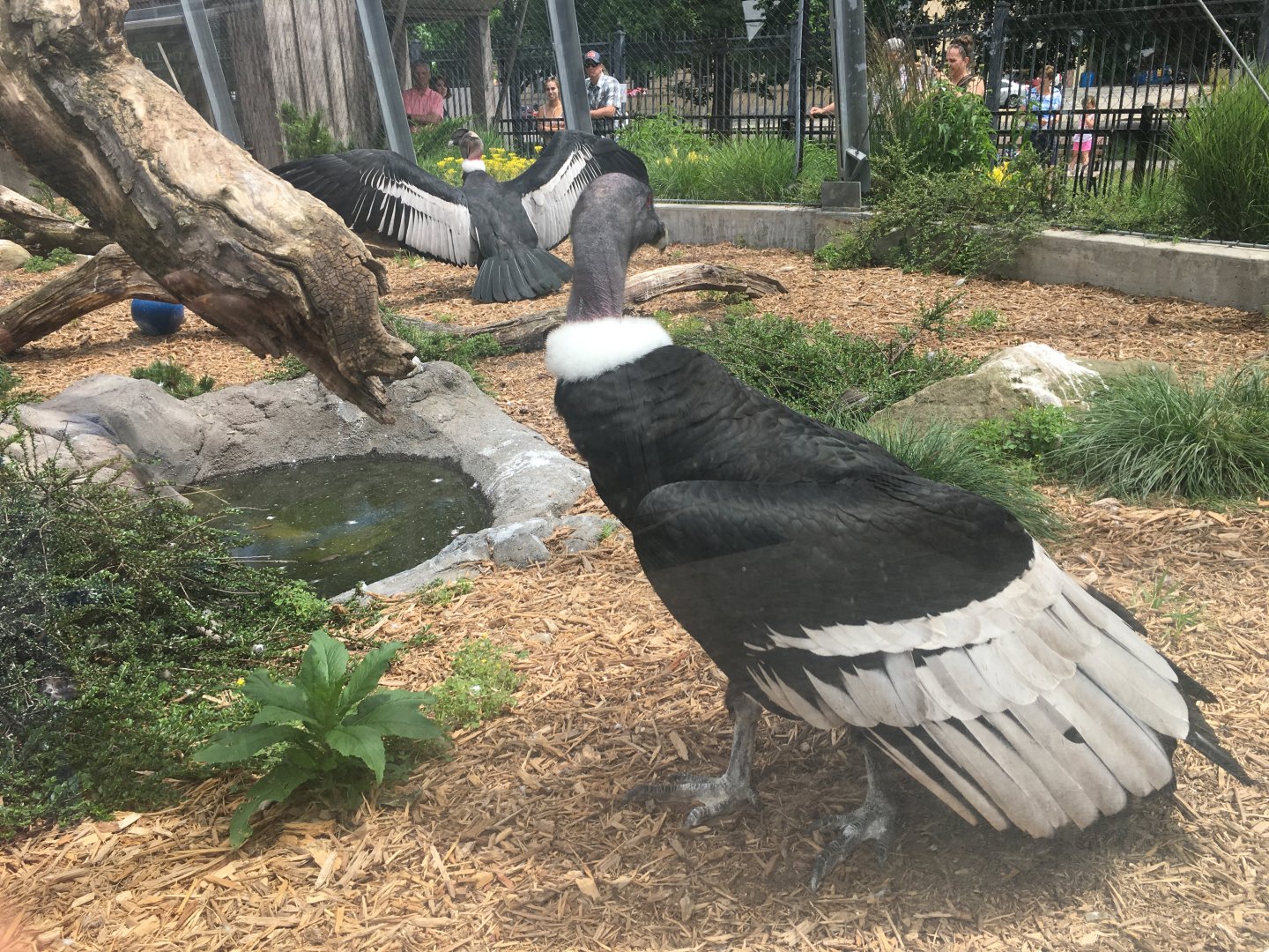 Female Andean Condor