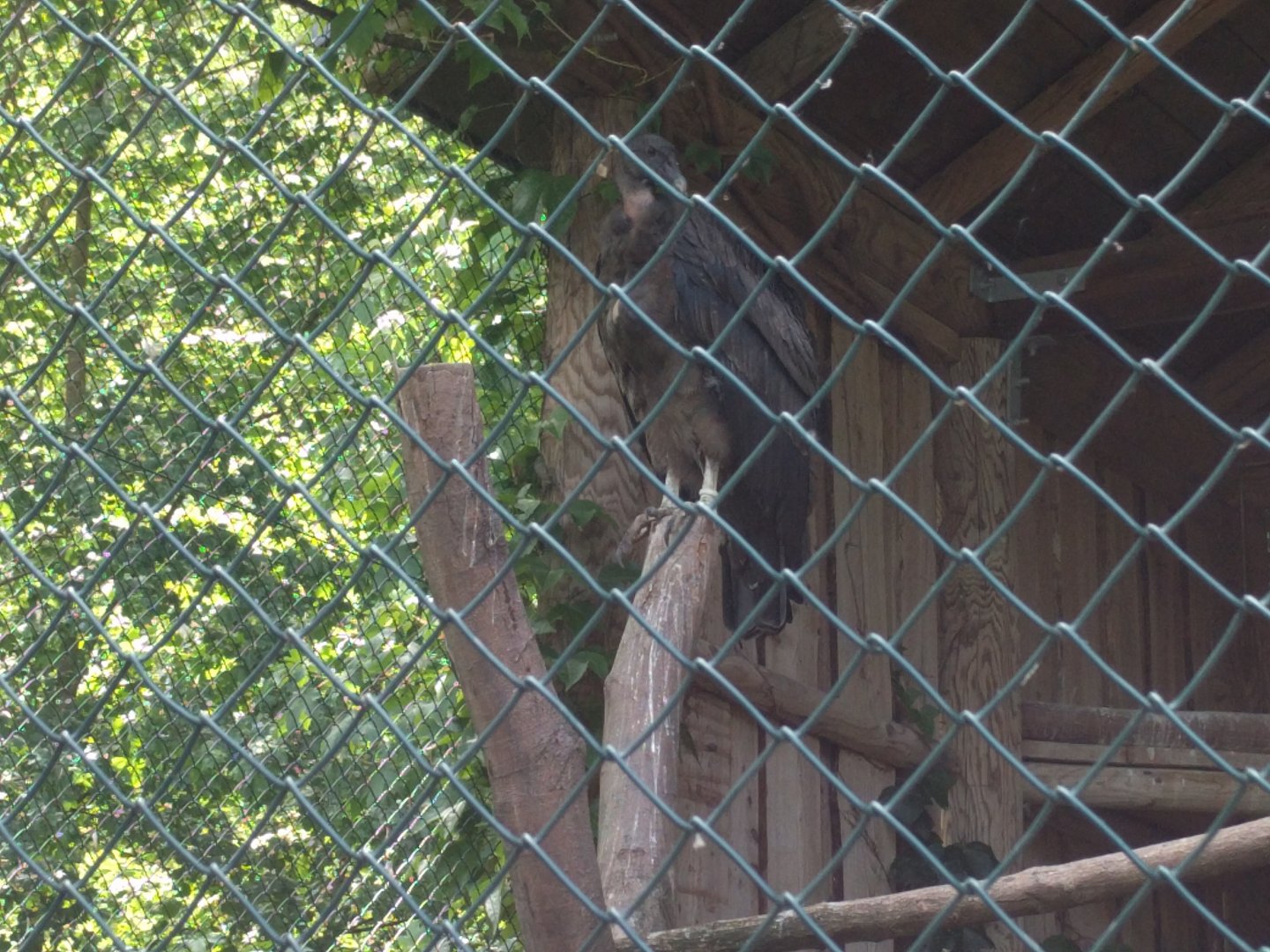 Female Andean Condor