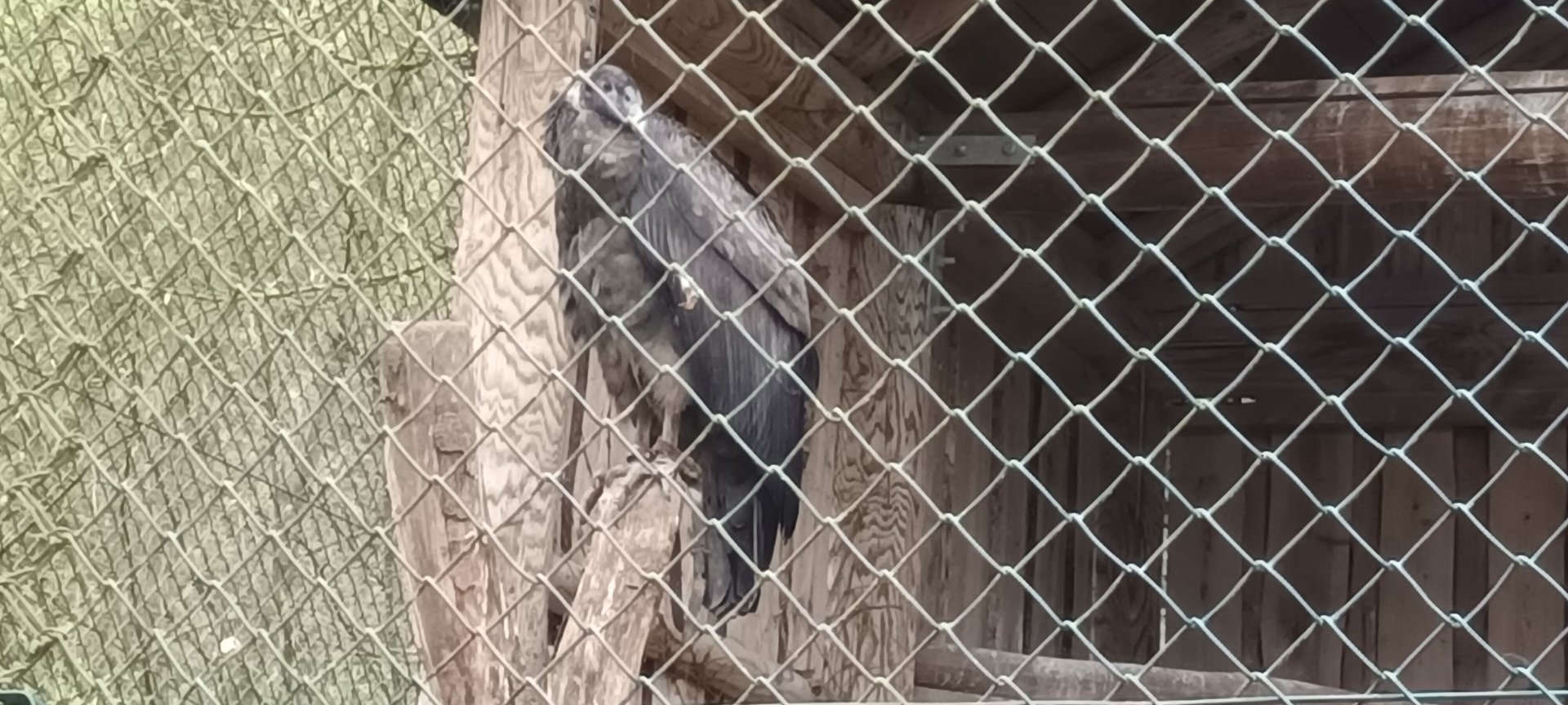 Female Andean Condor