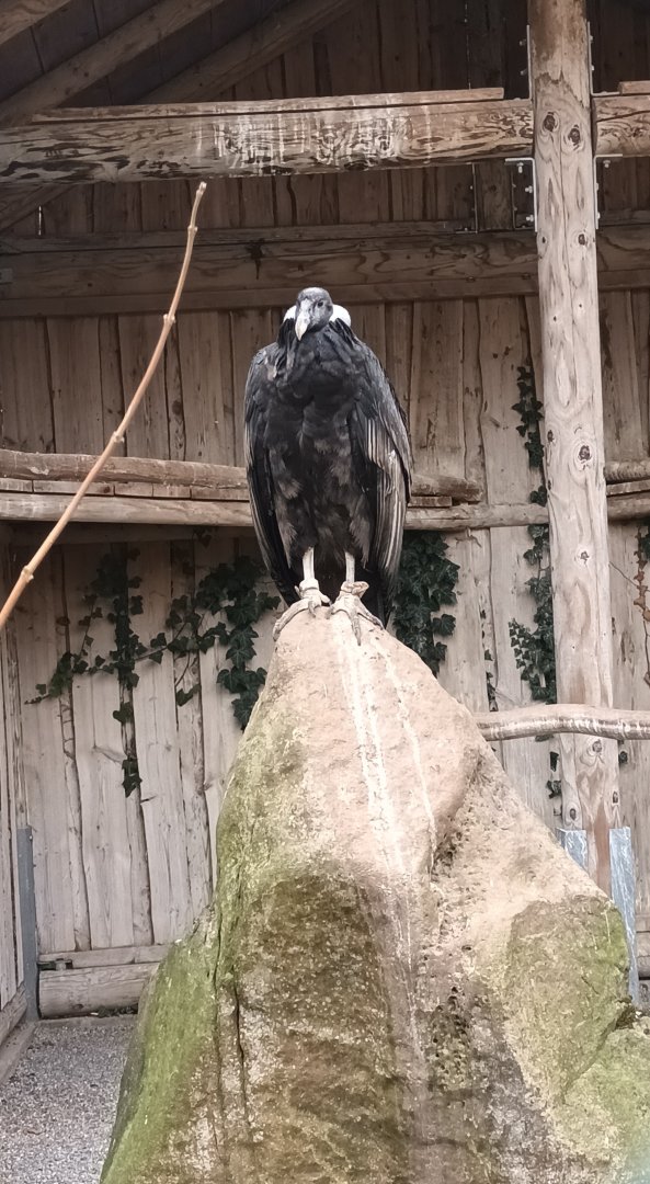 female Andean Condor