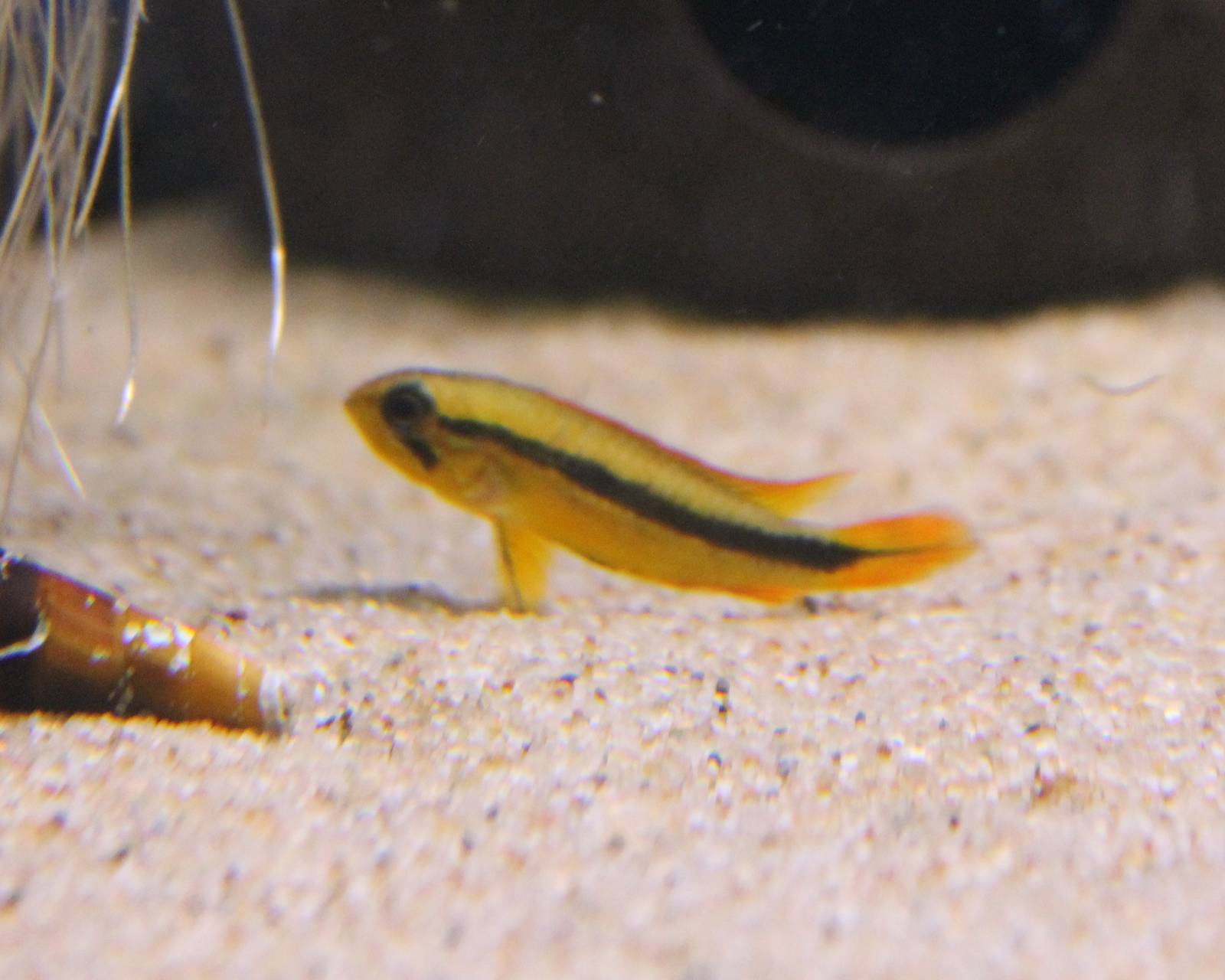 Female Apistogramma agassizi