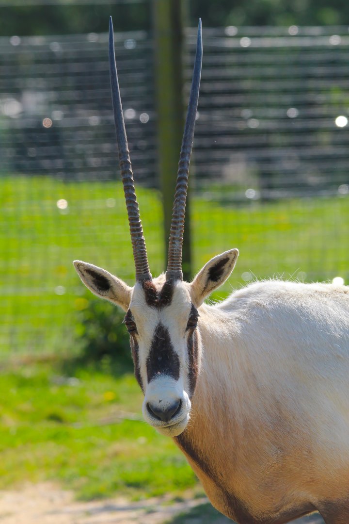 Female Arabian Oryx- 30th April 2025