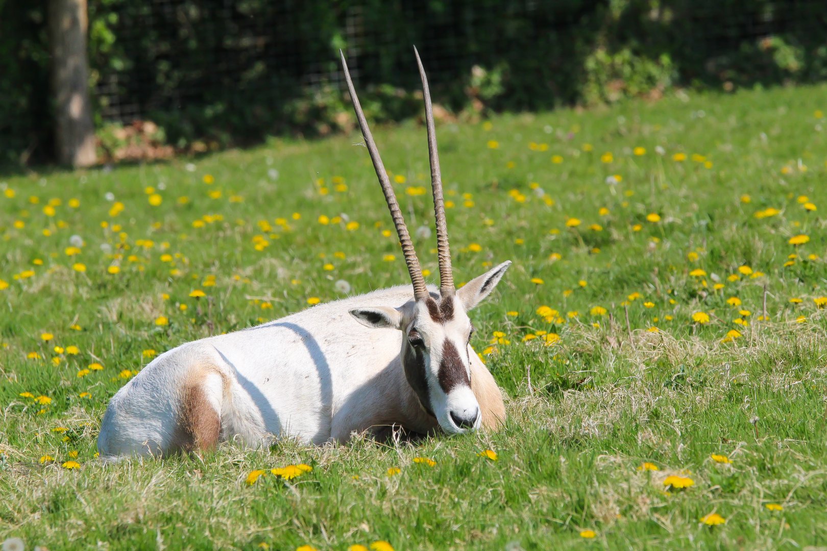 Female Arabian Oryx in their paddock- 30th April 2025