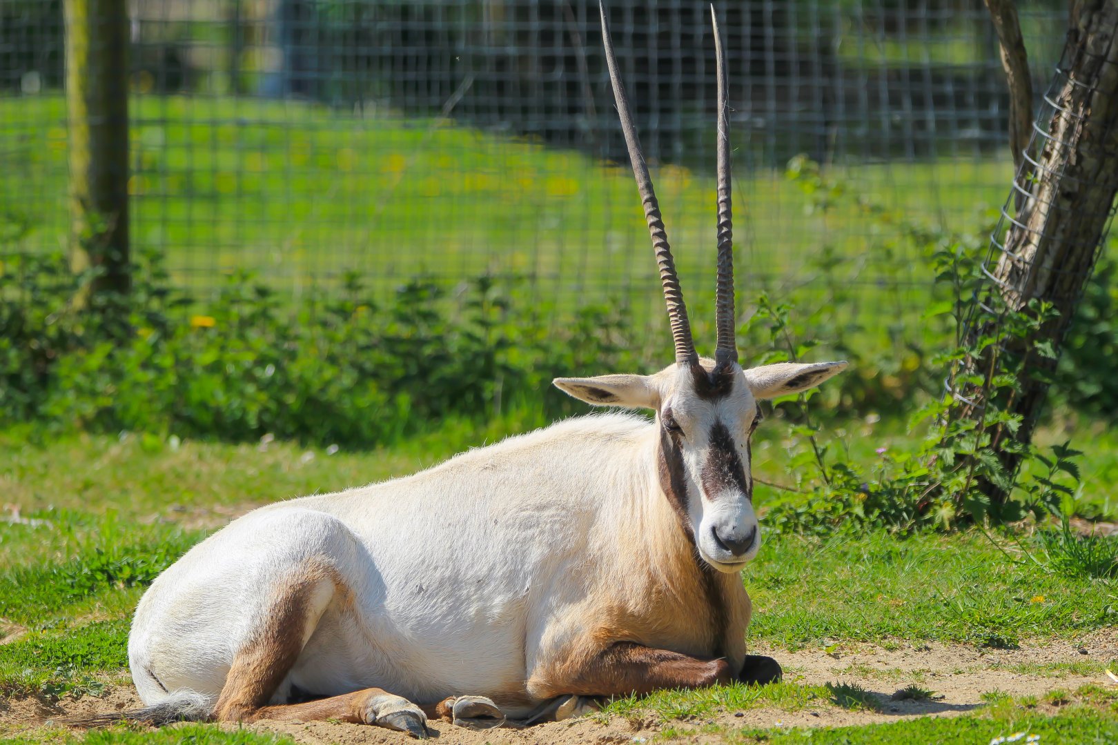 Female Arabian Oryx resting in the sun- 30th April 2025