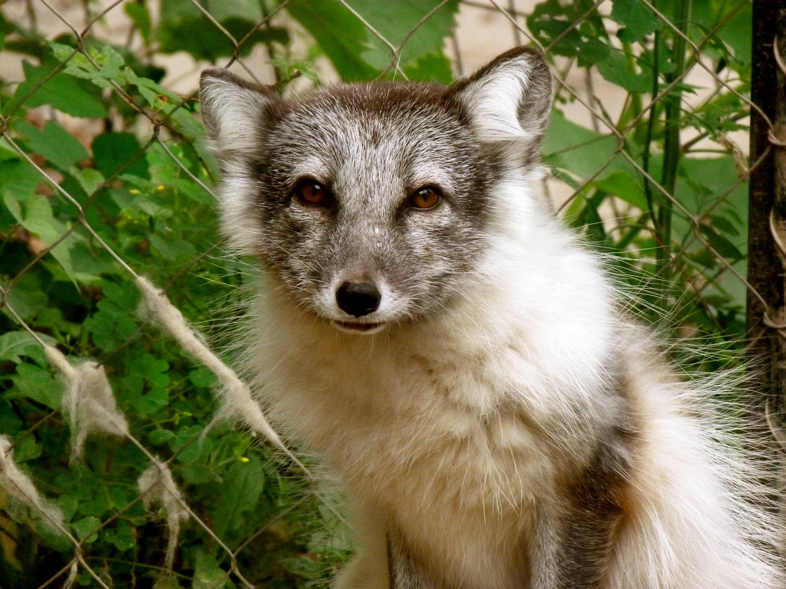 Female Arctic Fox 8-1-12