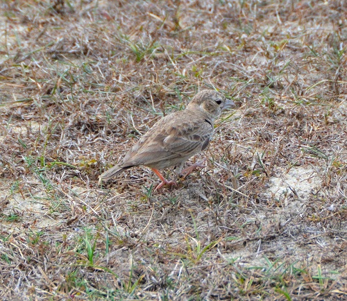 Female Ashy-crowned sparrow lark