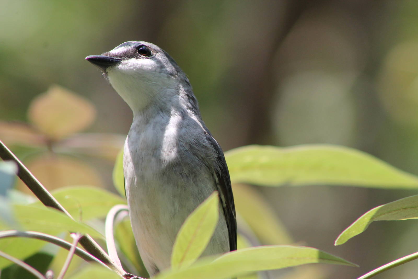 female ashy minivet (Pericrocotus divaricatus)
