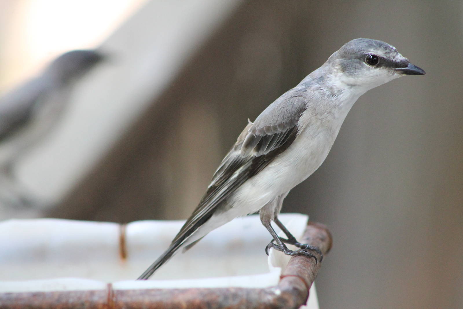 female ashy minivet (Pericrocotus divaricatus)