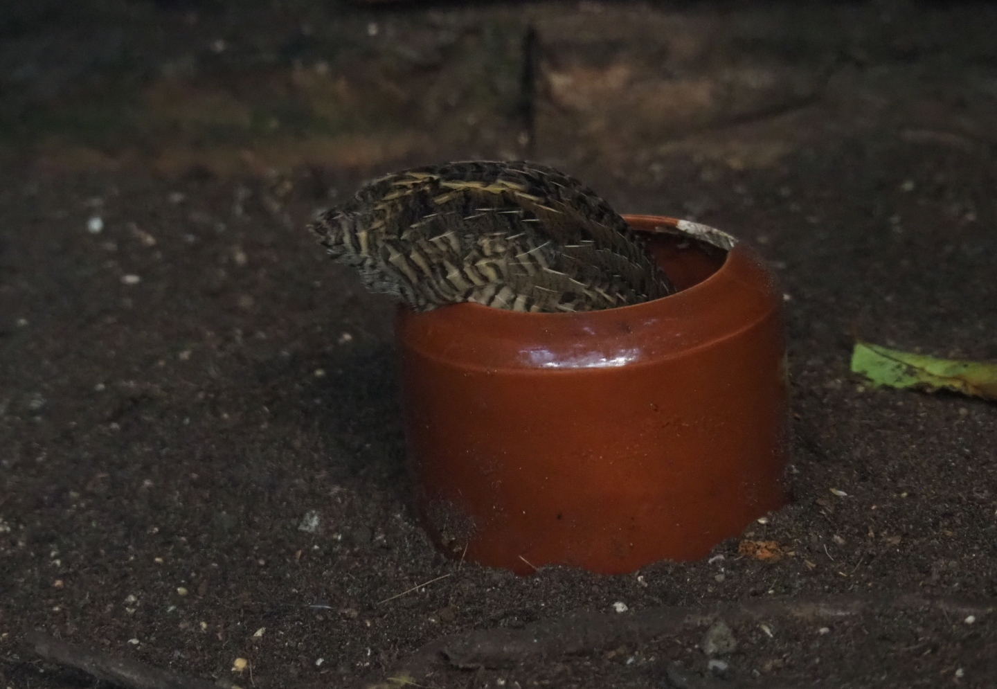Female Asian blue quail or Chinese painted quail (Synoicus chinensis) diving into the feed bowl (Sep 2nd, 2018)