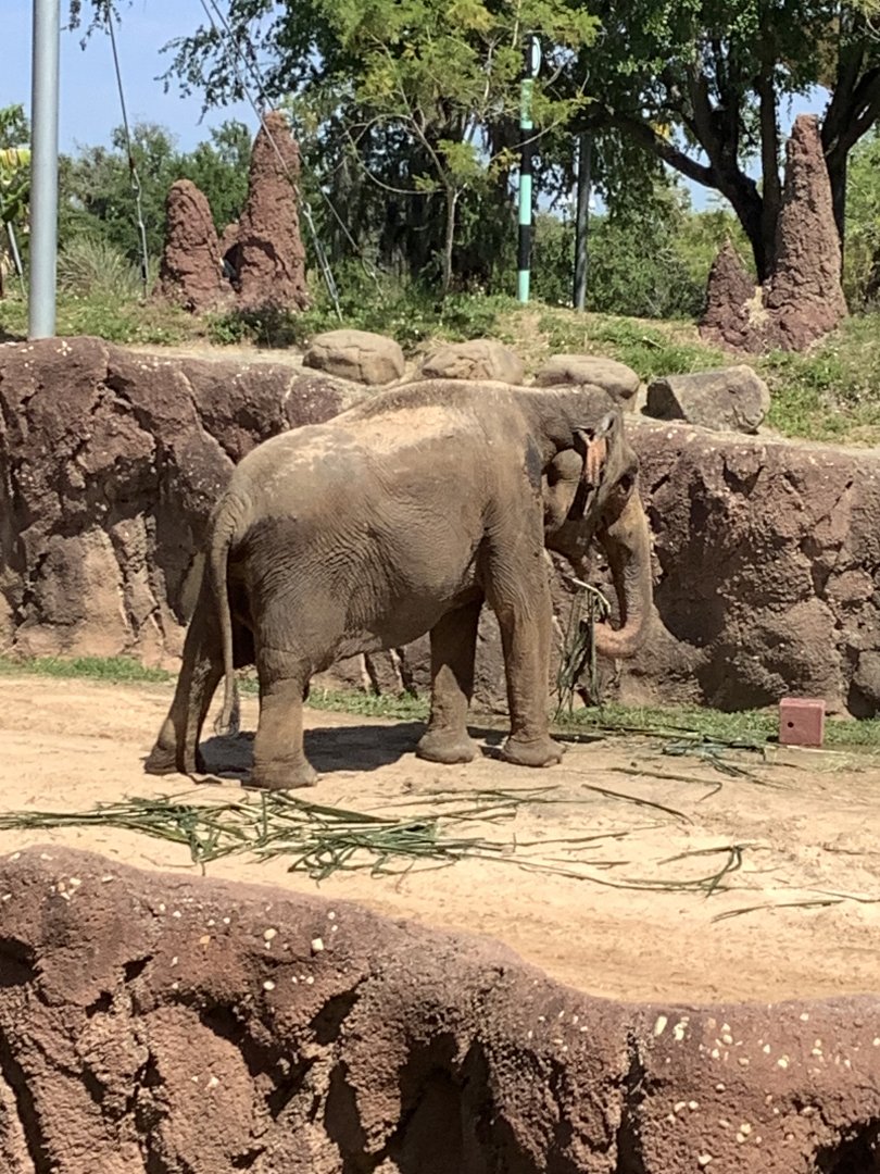 Female Asian Elephant eating hay 3/21/24