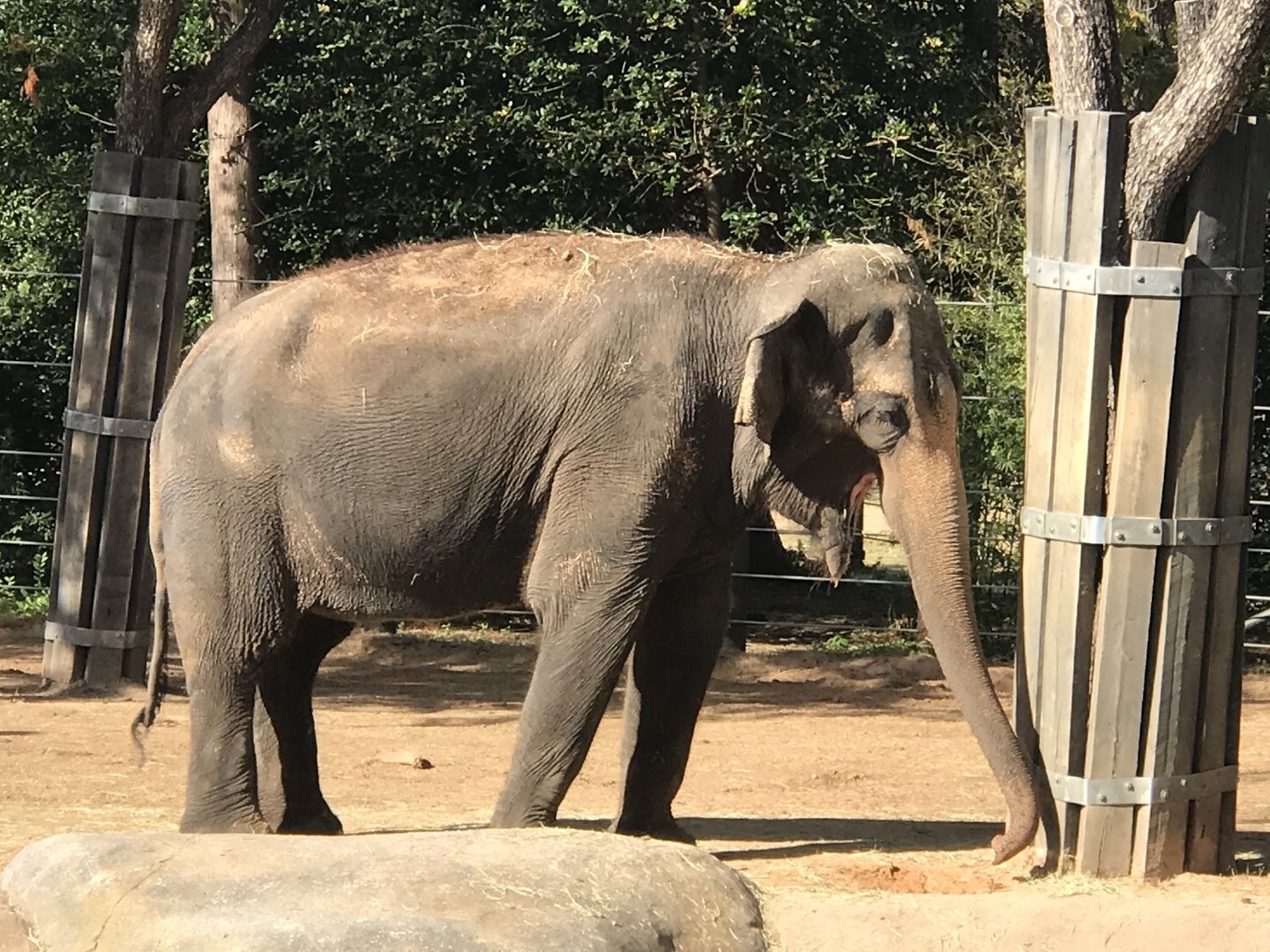 Female Asian Elephant (Elephas maximus)