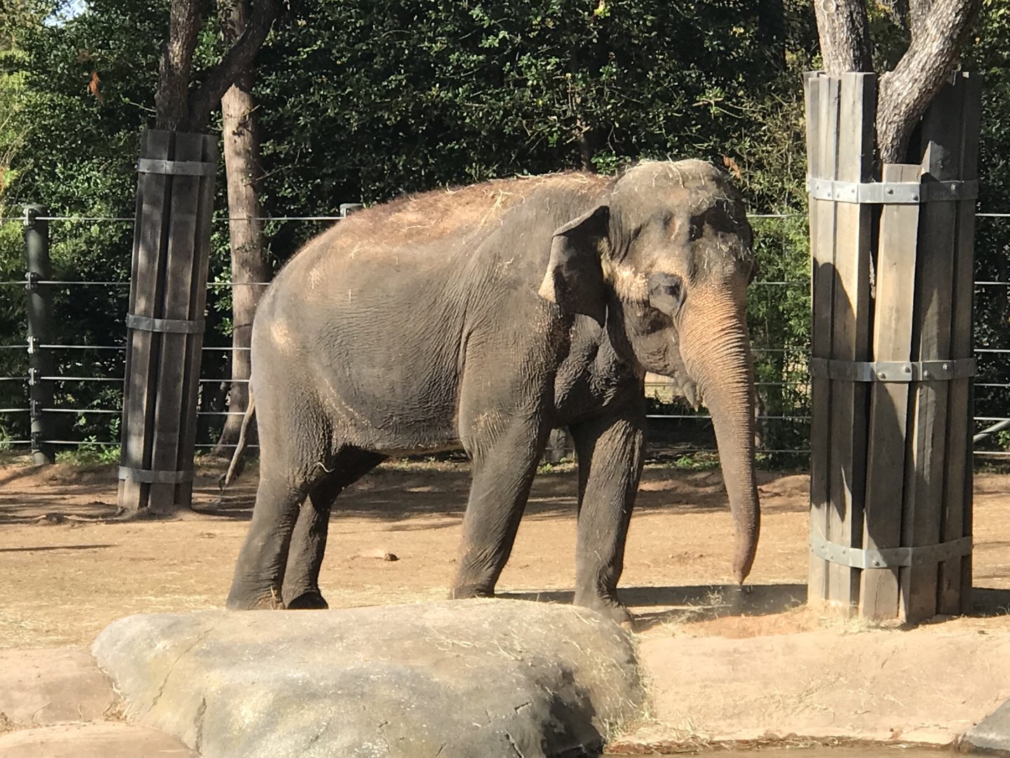 Female Asian Elephant (Elephas maximus)
