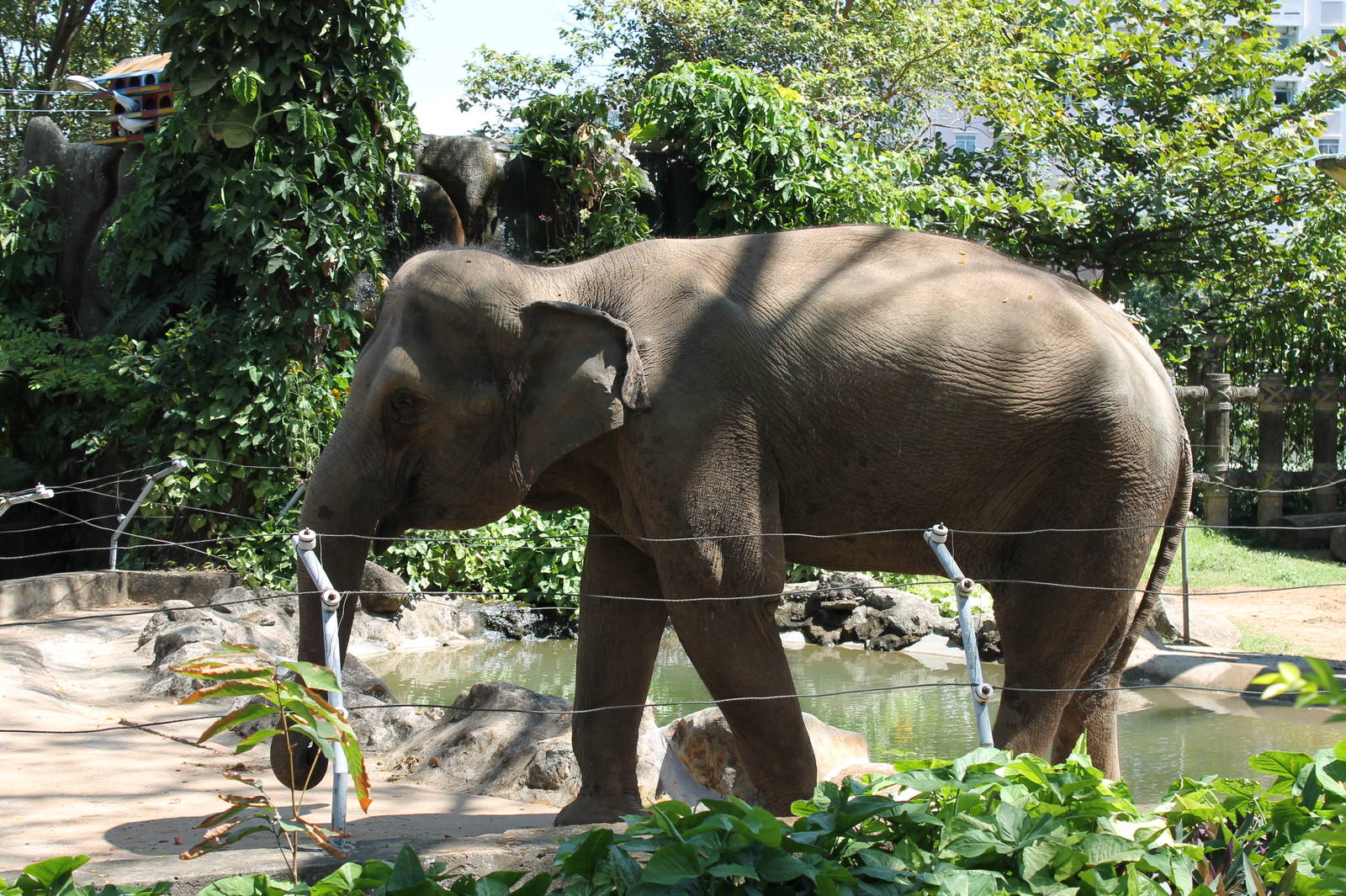 Female Asian Elephant - February 2013