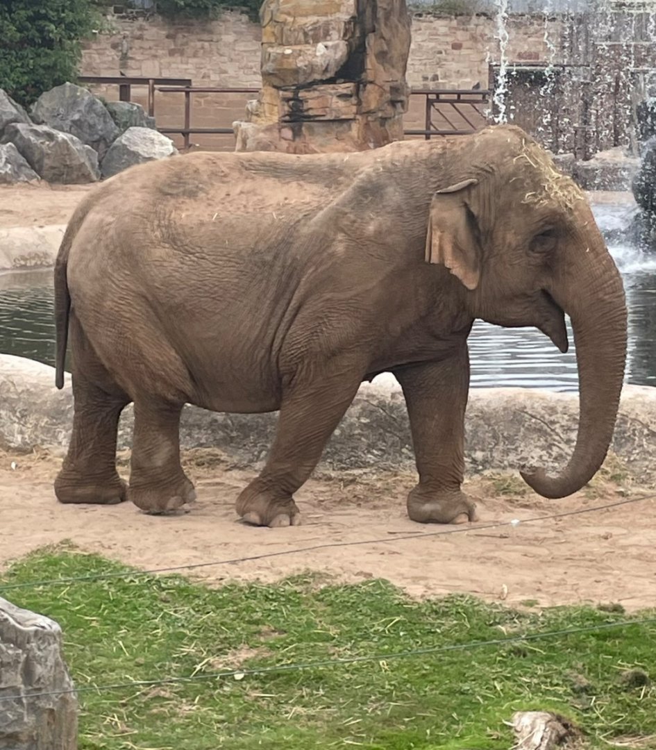 Female Asian Elephant, Maya