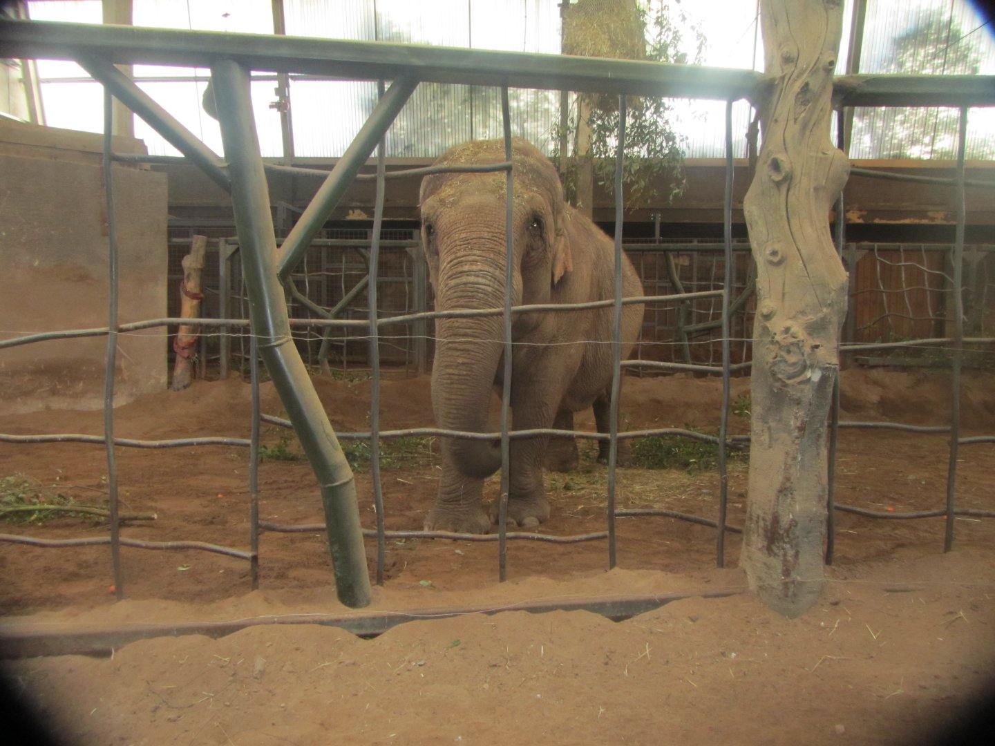 Female Asian Elephant Mya