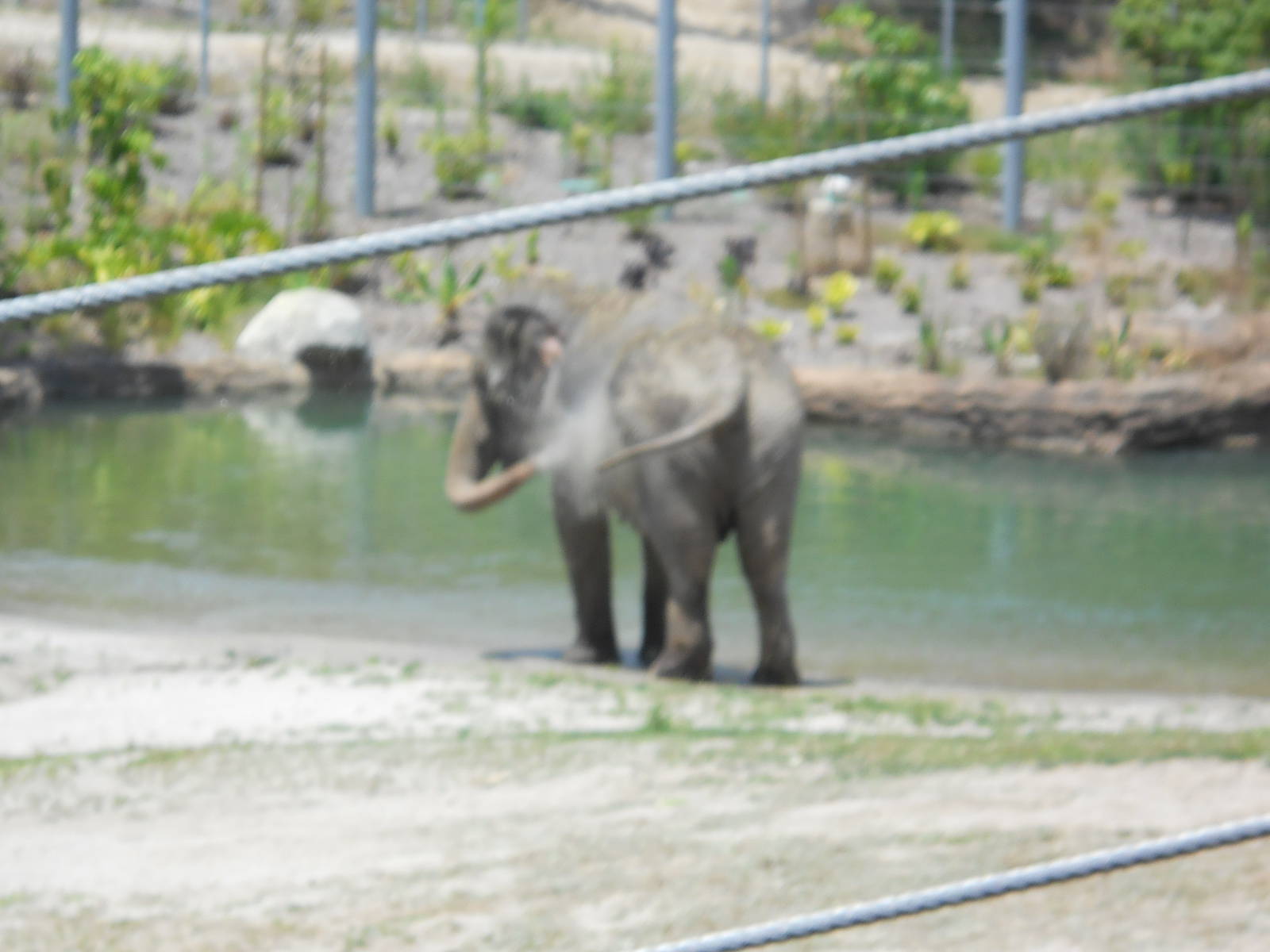Female Asian elephant showering July 2011