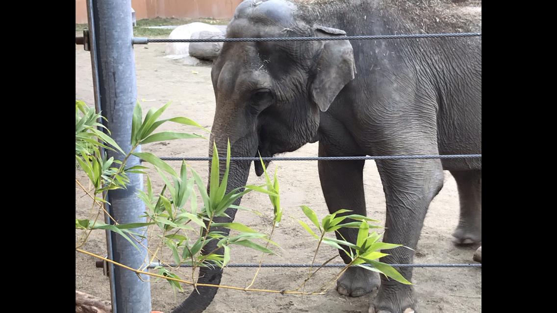 Female Asian Elephant