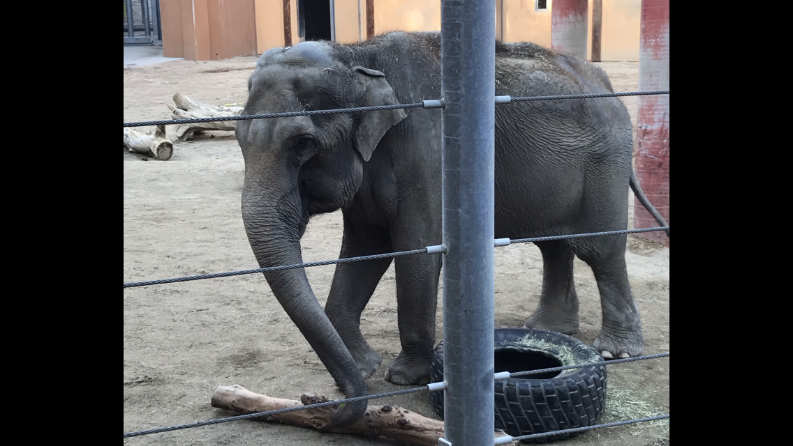 Female Asian Elephant