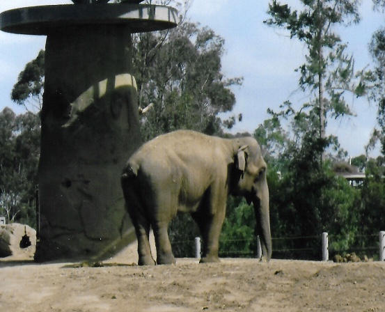 female asian elephant