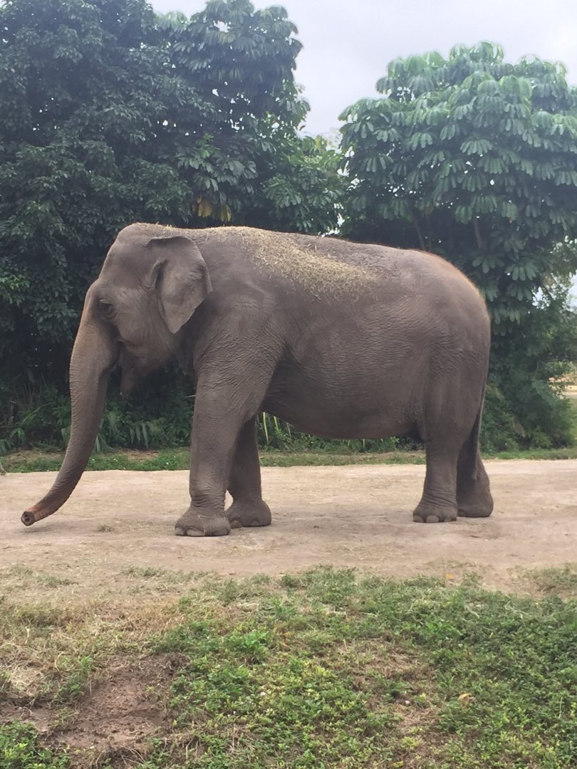 Female Asian Elephant