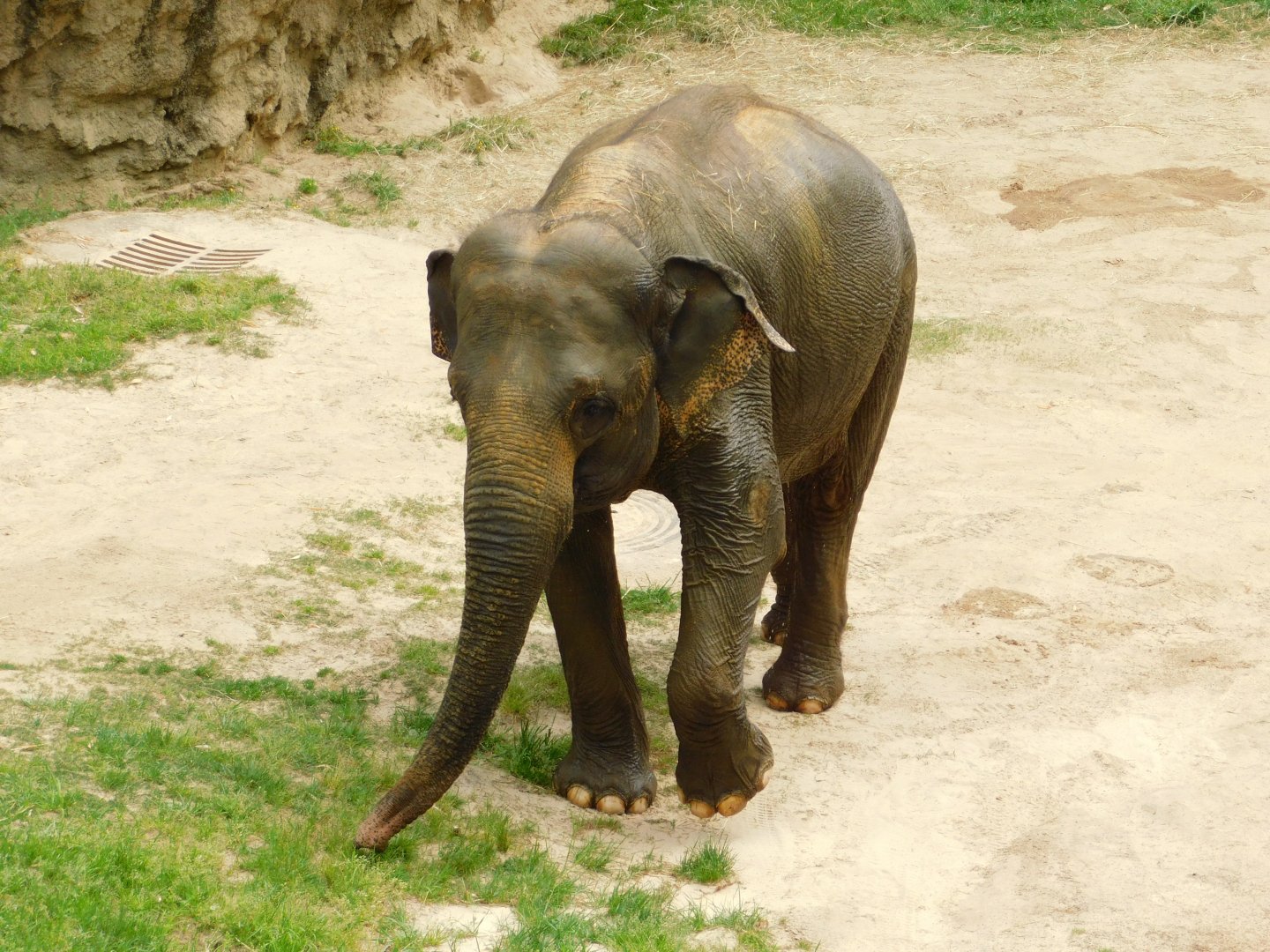 Female Asian Elephant