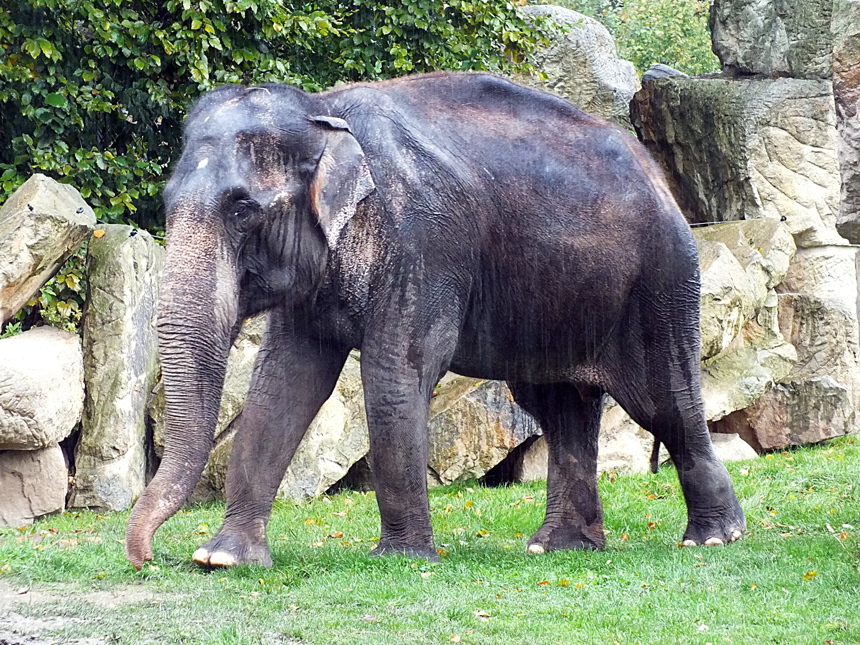 Female Asian elephant