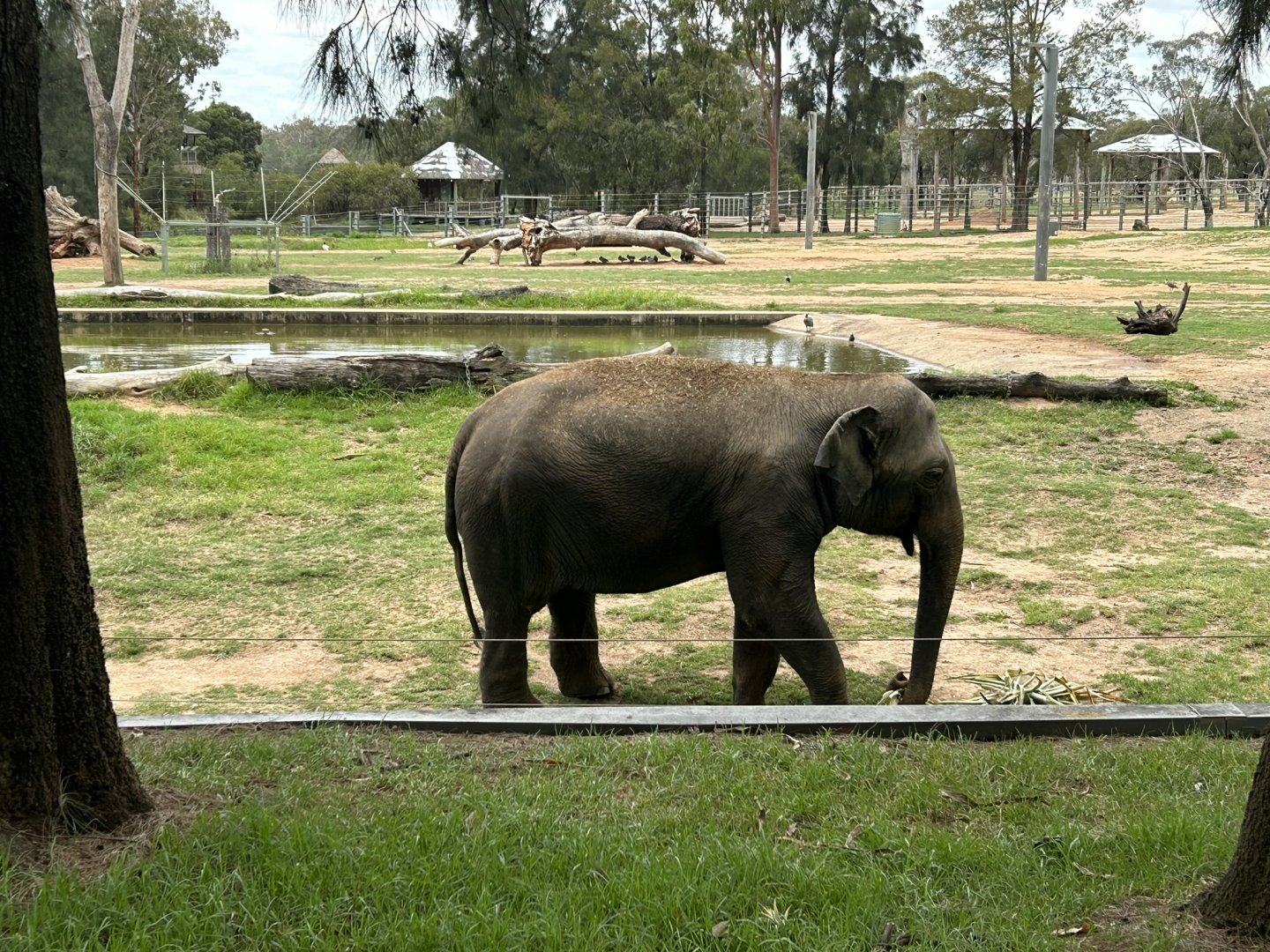 Female Asian elephant
