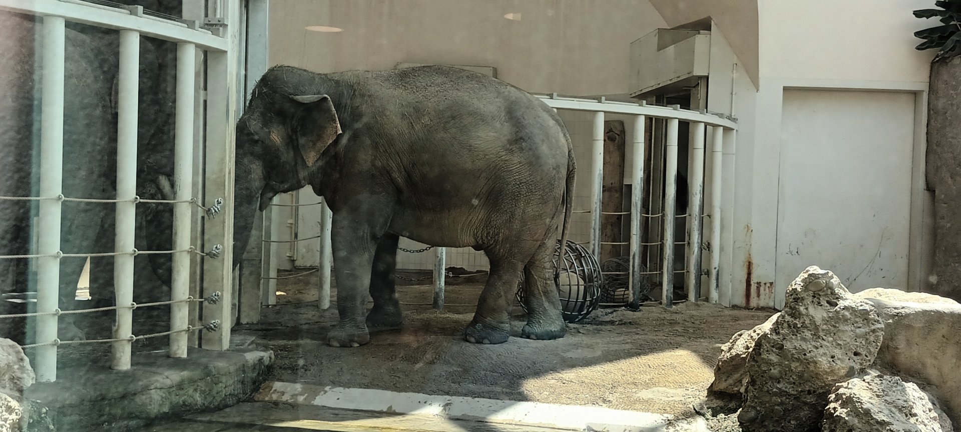 Female Asian Elephant